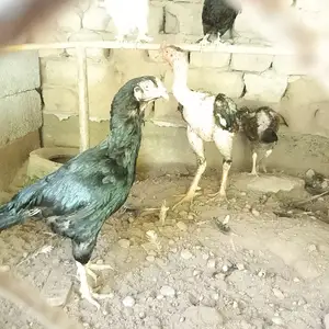 Дакан ва мокиёни Шамо, Бохтар (Курган-Тюбе)