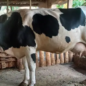 Гов, Истаравшан