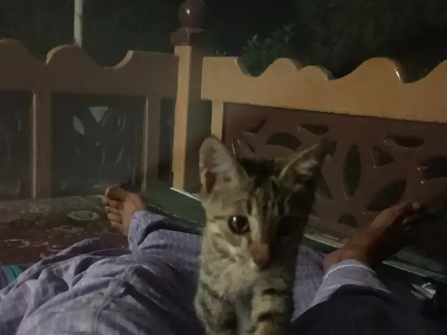Котёнок, Душанбе