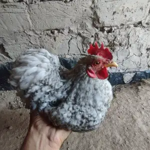 Куры японки, Бохтар (Курган-Тюбе)