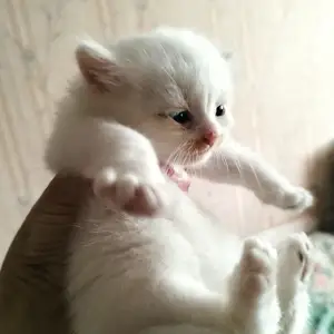 Белые котята, Душанбе