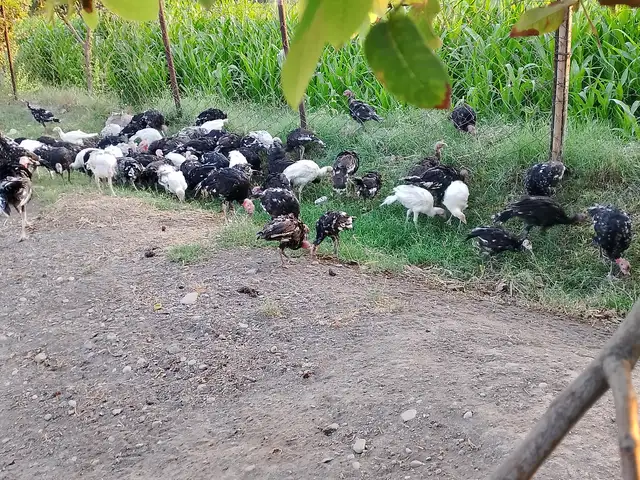 Индюки, Хуҷанд