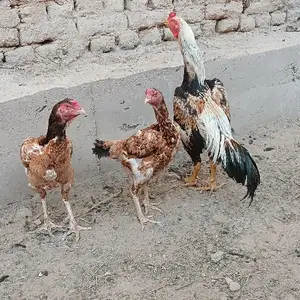 Дакангхо, Худжанд
