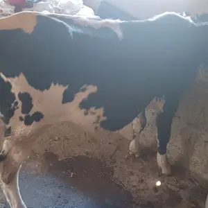 Буқа, Душанбе