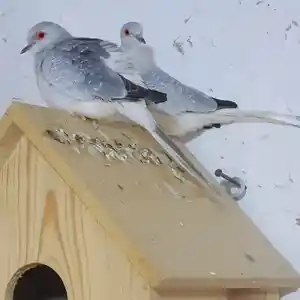 Мусичаи турки, Гиссар