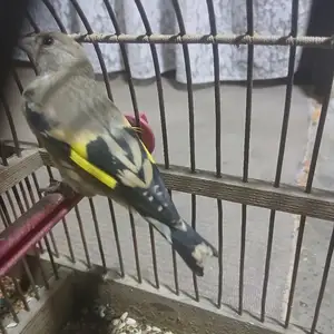Саба, Худжанд