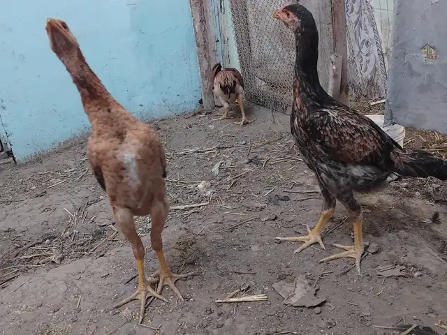 Дакан, Хуросон