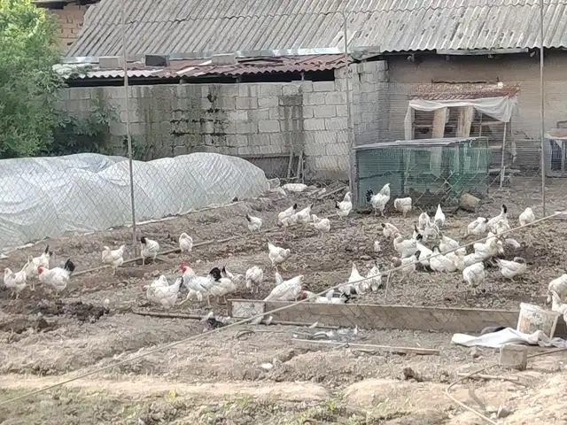 Мурги рябушка Адлерский, Турсунзаде