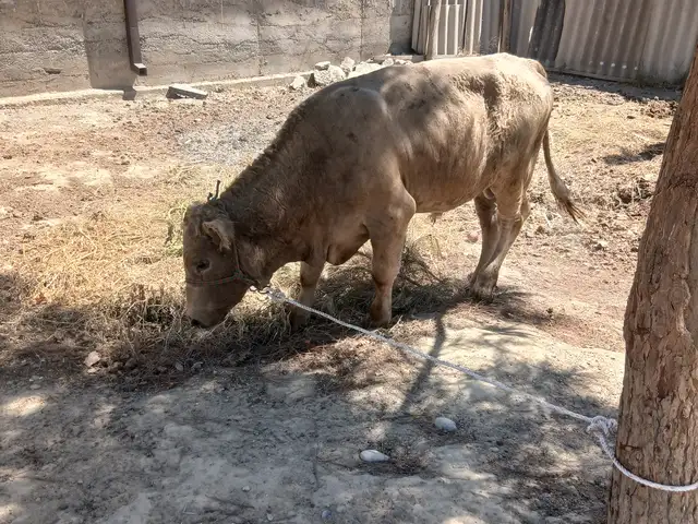 Бык, Бободжон Гафуров