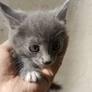 Котенок, Ваҳдат
