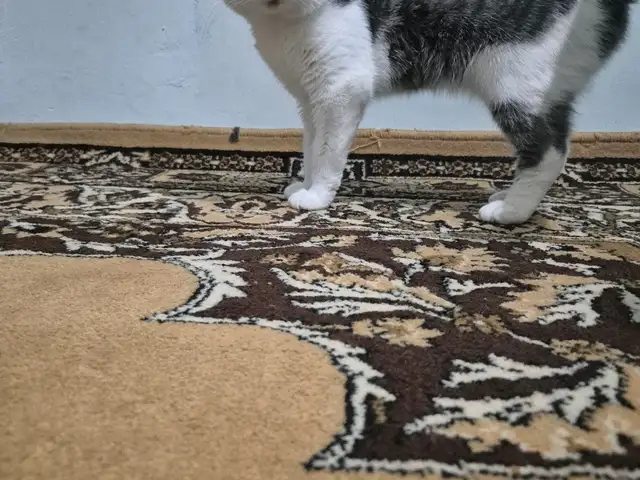 Кот на вязку, Худжанд