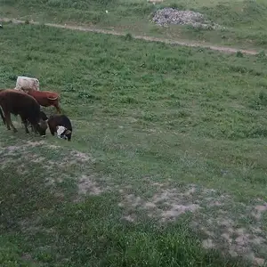 Гов, Душанбе