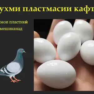 Тухми пластмасии кафтар, Душанбе