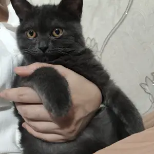 Кот на вязку, Душанбе
