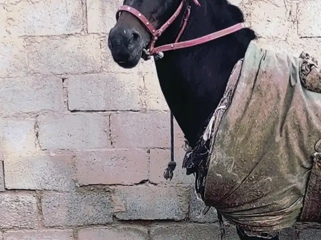 Аспи Бузи, Ёвон