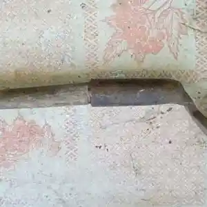 Сапожная лапка, Душанбе