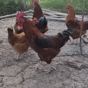Тухми ломан брама, Гиссар