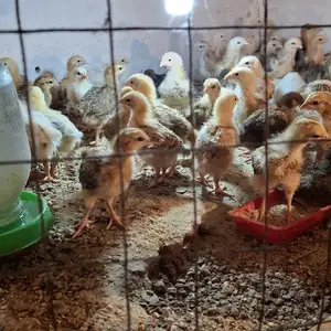 Чучаи ломан браун, Ваҳдат