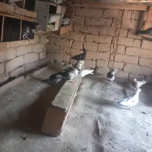Кафтар, Душанбе