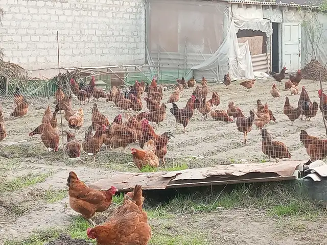 Тухми ломан браун корейский, Бохтар (Курган-Тюбе)