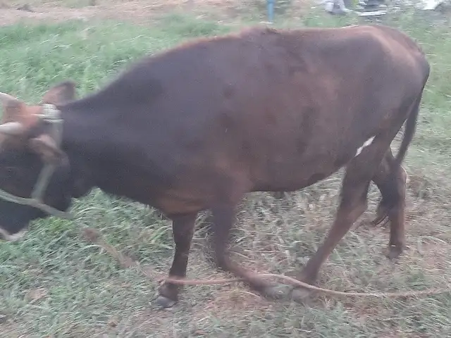 Ғуноҷин, Рудаки