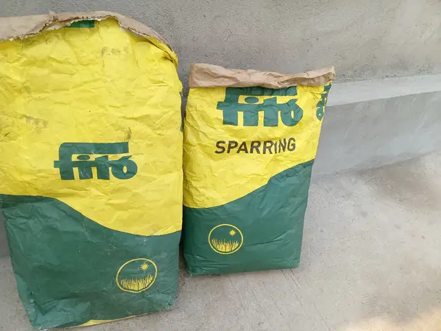 Тухми газон, Душанбе - 3