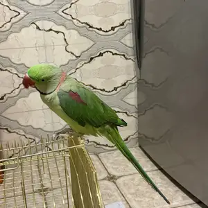 Александрийский попугай, Душанбе