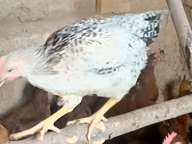 Хурус Рябушка, Шаҳринав