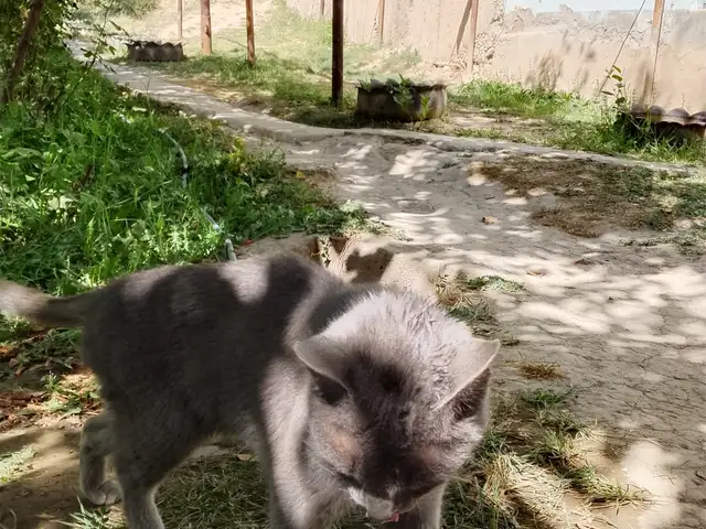 Шотландская кошка, Душанбе