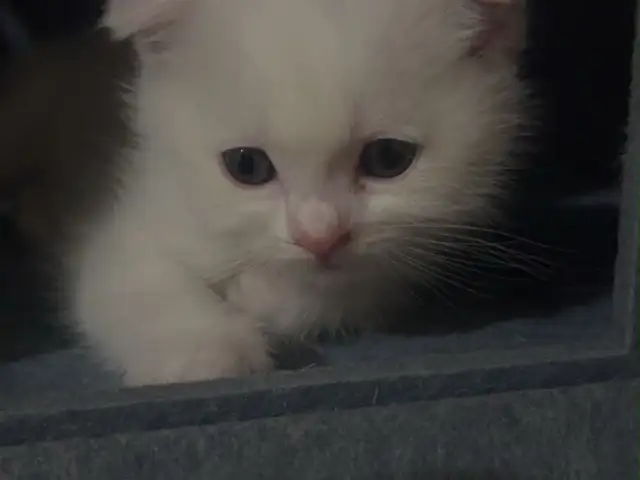 Шотландский вислоухий котенок, Душанбе