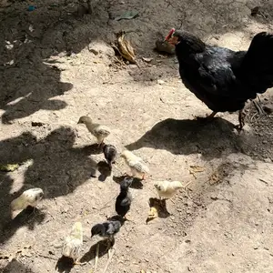 Мург ва чуча, Душанбе