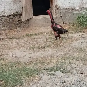 Дакан, Ҳамадонӣ