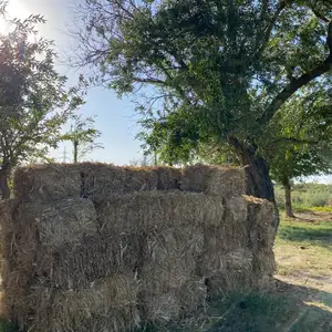 Прессованное сено, Канибадам