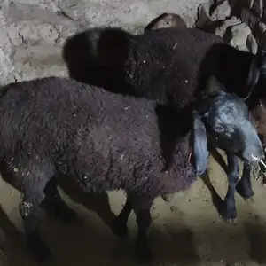Гусфанд, Вахдат