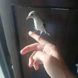 Саъба, Душанбе