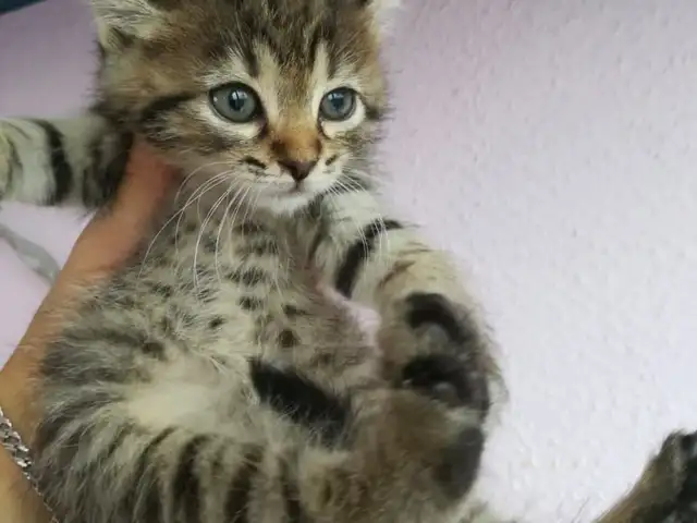 Полупородистый котенок, Душанбе