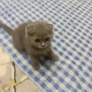 Шотландский котенок, Душанбе