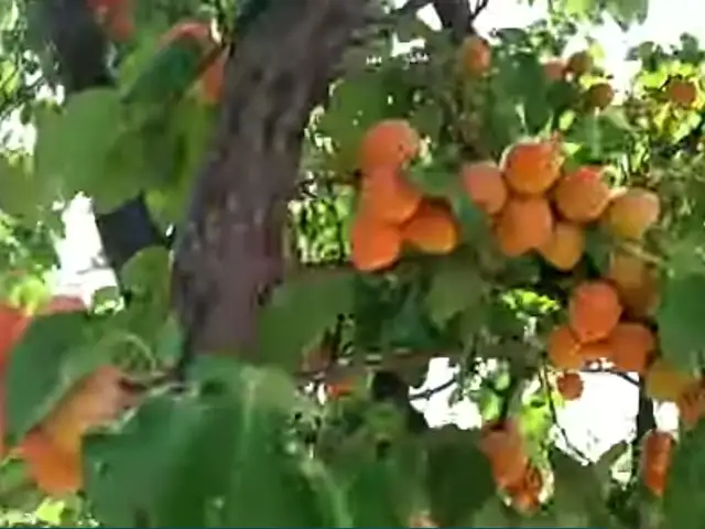 Нихоли Зардолу, Хуҷанд