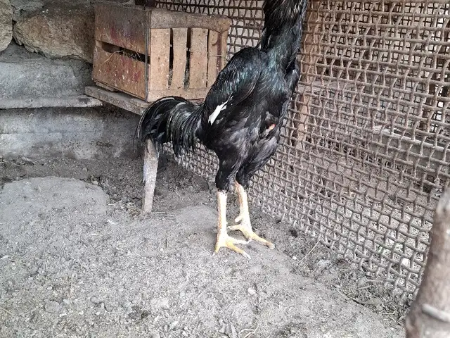 Хуруз, Кушониён (Бохтар)