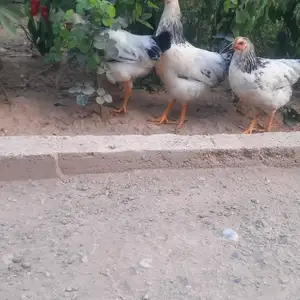 Мурги Рябушка, Душанбе