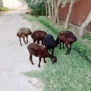 Гусфанд, Вахдат