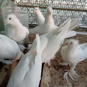 Кафтарои турки, Душанбе