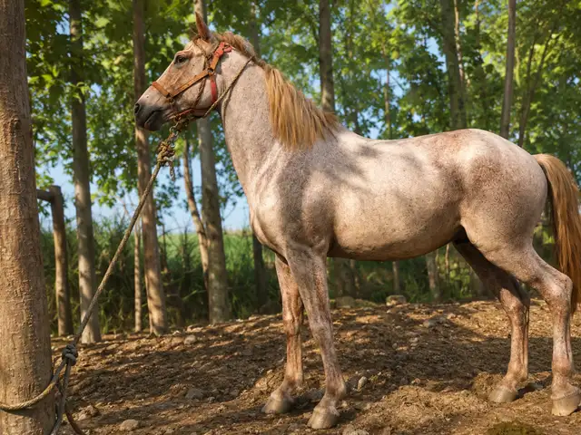 Аспи бузи, Абдураҳмони Ҷомӣ