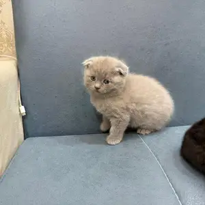 Шотландский котенок, Душанбе