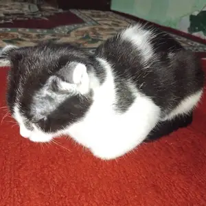 Кот с шведскими ушами, Душанбе