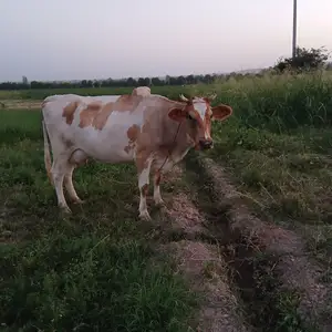 Гов, Яван