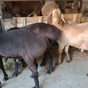 Гусфанд, Худжанд