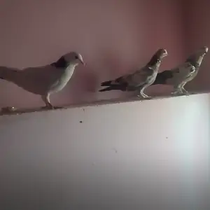 Саъба, Душанбе