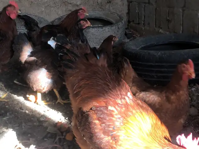 Тухми ломан брама, Душанбе