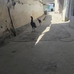Дакан, Турсунзаде